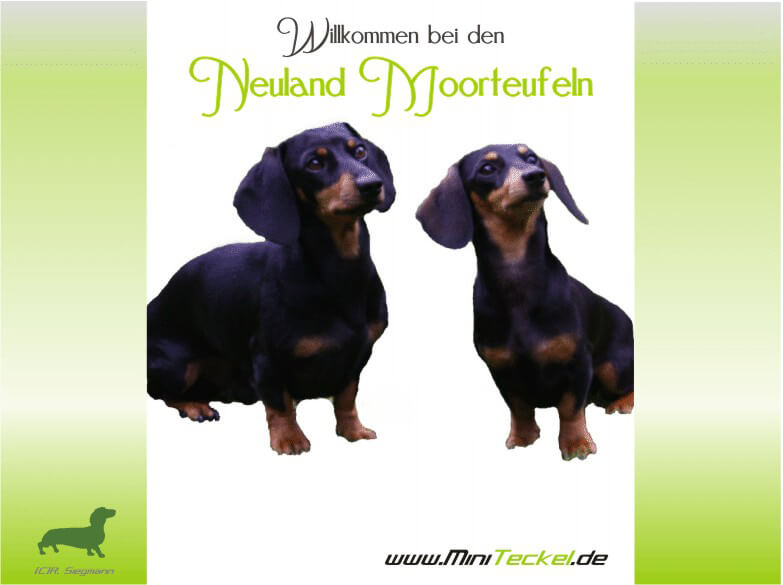 Kaninchenteckel von den Neuland Moorteufeln